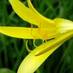 Hemerocallis citrina Цветок