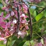 Indigofera tinctoria 果實