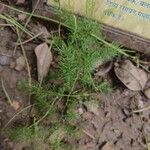 Asparagus racemosus Leaf