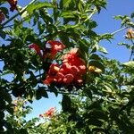 Campsis grandiflora Cvet