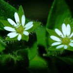 Stellaria media Blomma