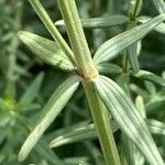 Galium boreale Leaf