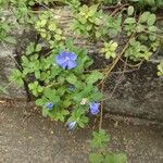 Evolvulus alsinoides Flower