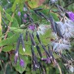 Prenanthes purpurea Flower