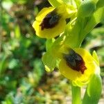 Ophrys lutea 花