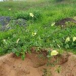 Hibiscus lunariifolius Hábito