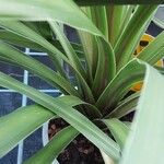 Cordyline indivisa পাতা