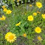Doronicum columnae Hábito