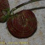 Scorpiurus vermiculatus Fruit