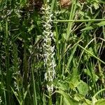 Platanthera dilatata Flor