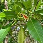 Tabernaemontana laurifoliaΦύλλο
