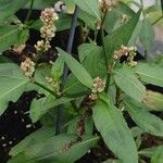 Persicaria maculosaFlower