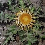 Carlina acanthifolia