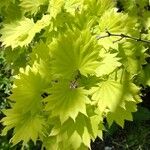 Acer shirasawanum Folha