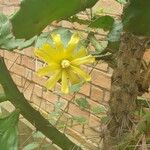 Brasiliopuntia brasiliensis Flower