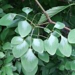 Dactylicapnos scandens Ліст