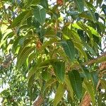 Quercus acutissima 葉