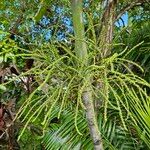 Ptychosperma macarthurii Fruto