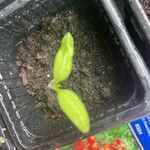 Solanum pimpinellifolium Leaf