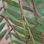 Calamus deerratus Lorea