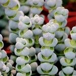 Crassula plegmatoides叶