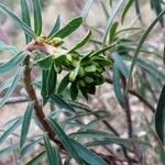 Euphorbia characiasFuelha