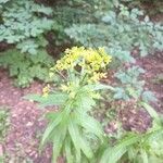 Sisymbrium strictissimum Flower