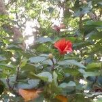 Hibiscus elatus Květ