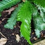Asplenium nidus Leaf