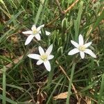 Ornithogalum umbellatum花