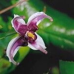 Epimedium acuminatum