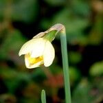 Narcissus pseudonarcissus Квітка