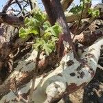 Sterculia africana ഇല
