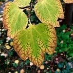 Lindera obtusiloba Leaf