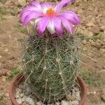 Thelocactus bicolor Хабит