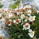 Potentilla clusiana Blomst