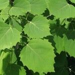 Populus grandidentata Folha