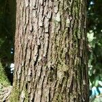 Pouteria caimito Bark