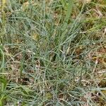 Festuca marginata Habit