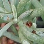 Helianthemum syriacum Hoja