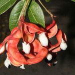 Pithecellobium unguis-cati Flower