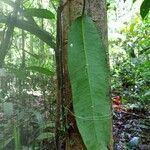 Aspidosperma desmanthum Hoja