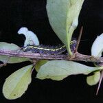 Berberis aristata Habit