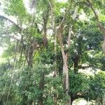 Swietenia macrophylla چھال