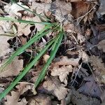 Anthericum ramosum Blatt