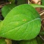 Ceratostigma plumbaginoides Leaf
