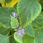 Plectranthus fruticosus Blüte