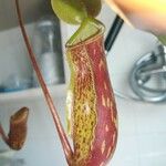 Nepenthes mirabilis Outro