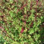 Persicaria virginiana Flor