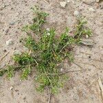 Polypremum procumbens Ліст